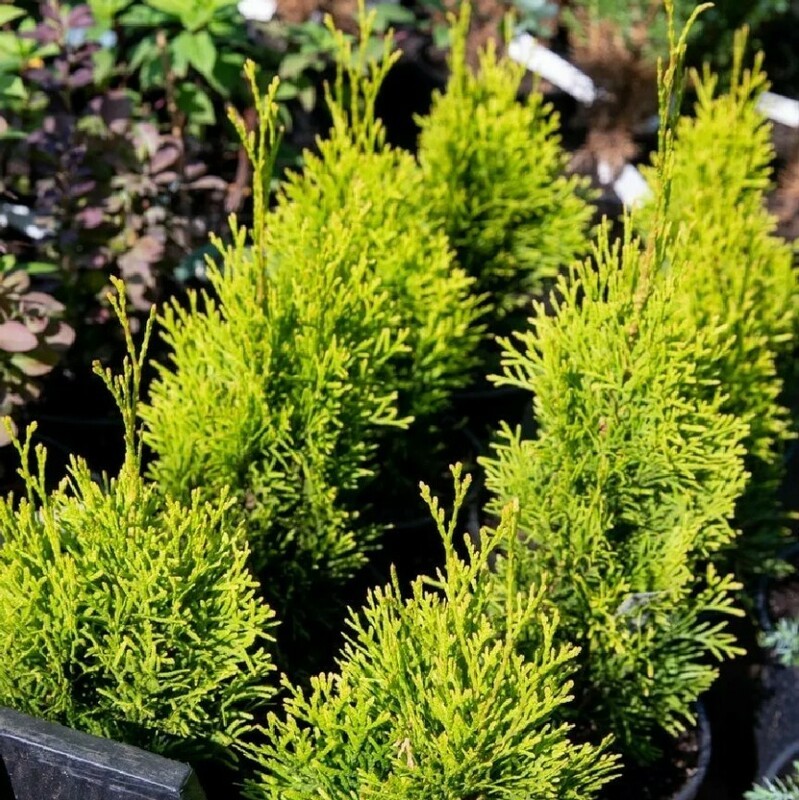 Туя западная Компакта (Thuja occidentalis 'Compacta')