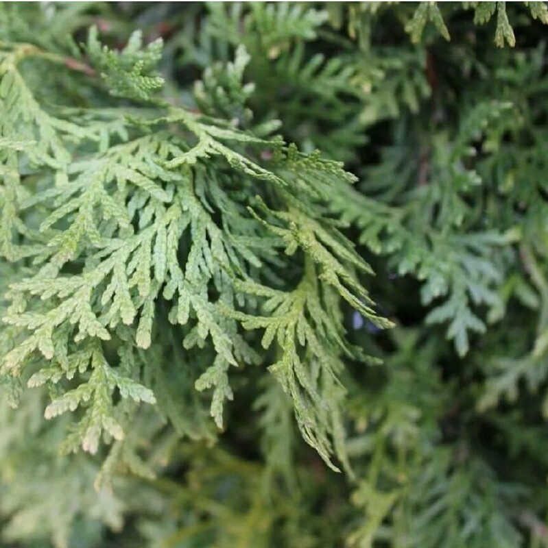 Туя западная Компакта (Thuja occidentalis 'Compacta')