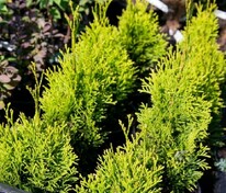 Туя западная Компакта (Thuja occidentalis 'Compacta')