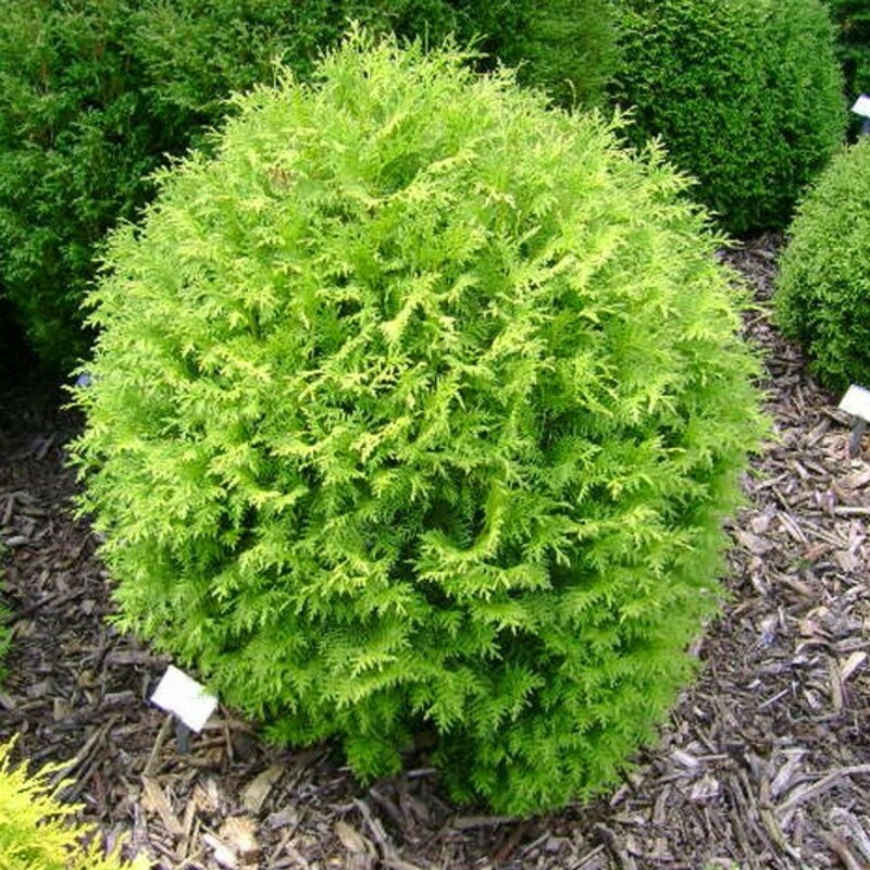 Туя западная Литтл Чемпион (Thuja occidentalis 'Little Champion')