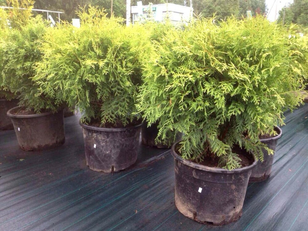 Туя западная Литтл Чемпион (Thuja occidentalis 'Little Champion')