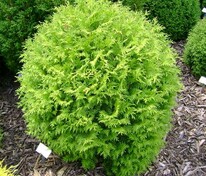 Туя западная Литтл Чемпион (Thuja occidentalis 'Little Champion')