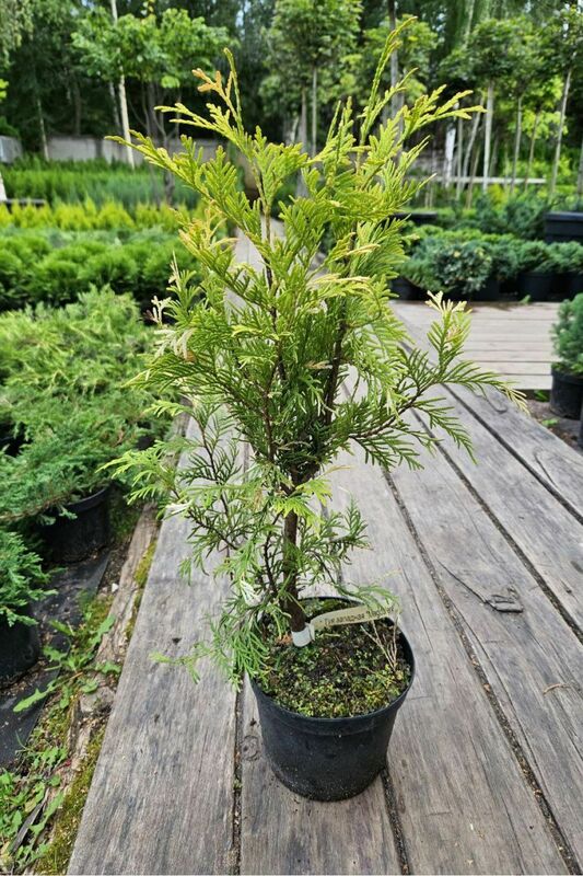 Туя западная Магдалена (Thuja occidentalis 'Magdalena')