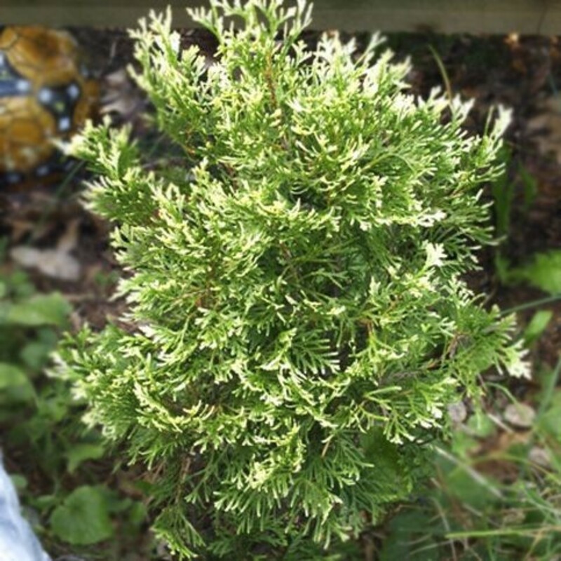 Туя западная Магдалена (Thuja occidentalis 'Magdalena')