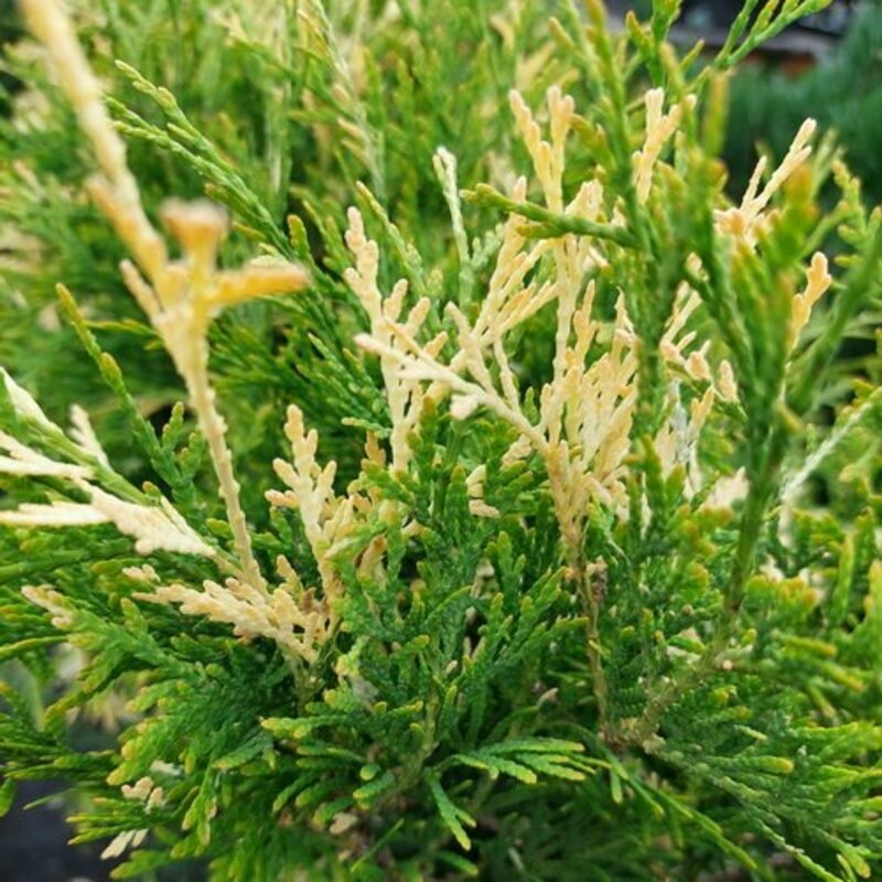 Туя западная Магдалена (Thuja occidentalis 'Magdalena')