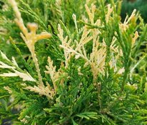 Туя западная Магдалена (Thuja occidentalis 'Magdalena')