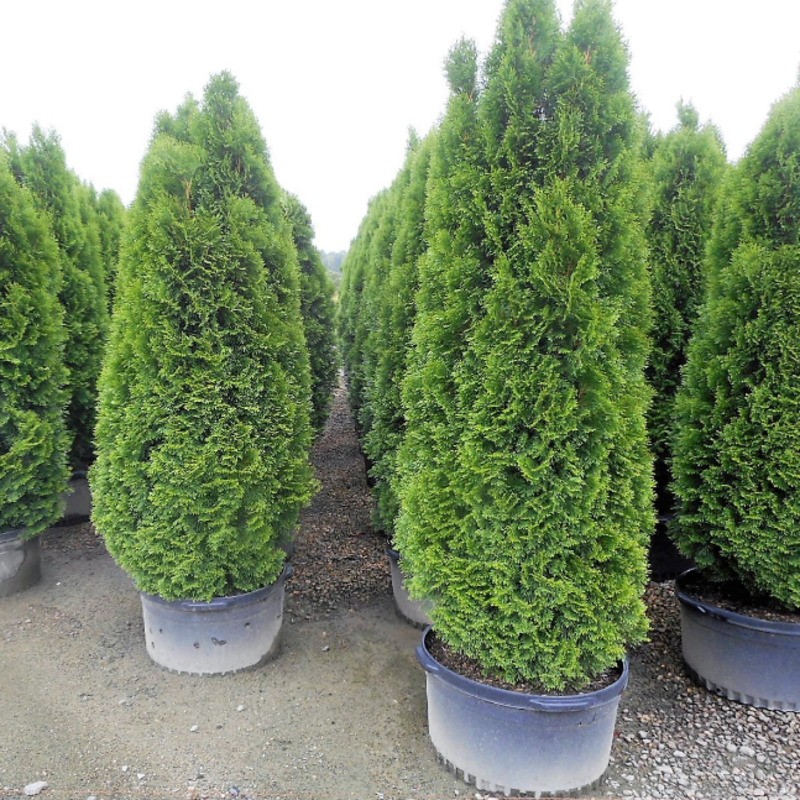 Туя западная Малониана (Thuja occidentalis 'Malonyana')