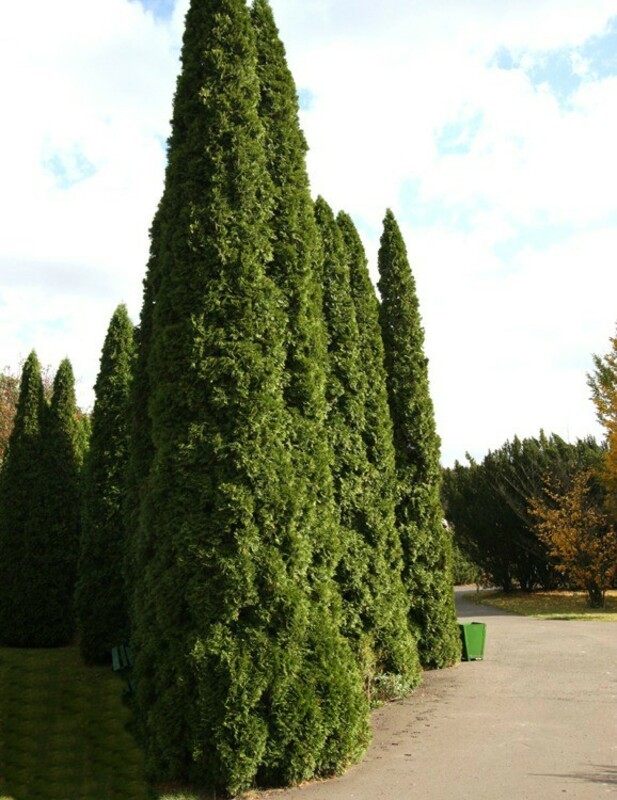 Туя западная Малониана (Thuja occidentalis 'Malonyana')