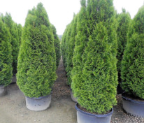 Туя западная Малониана (Thuja occidentalis 'Malonyana')