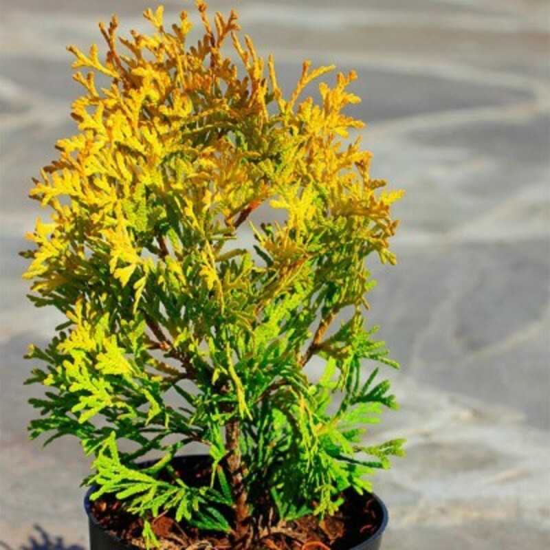Туя западная Мария (Thuja occidentalis 'Maria')