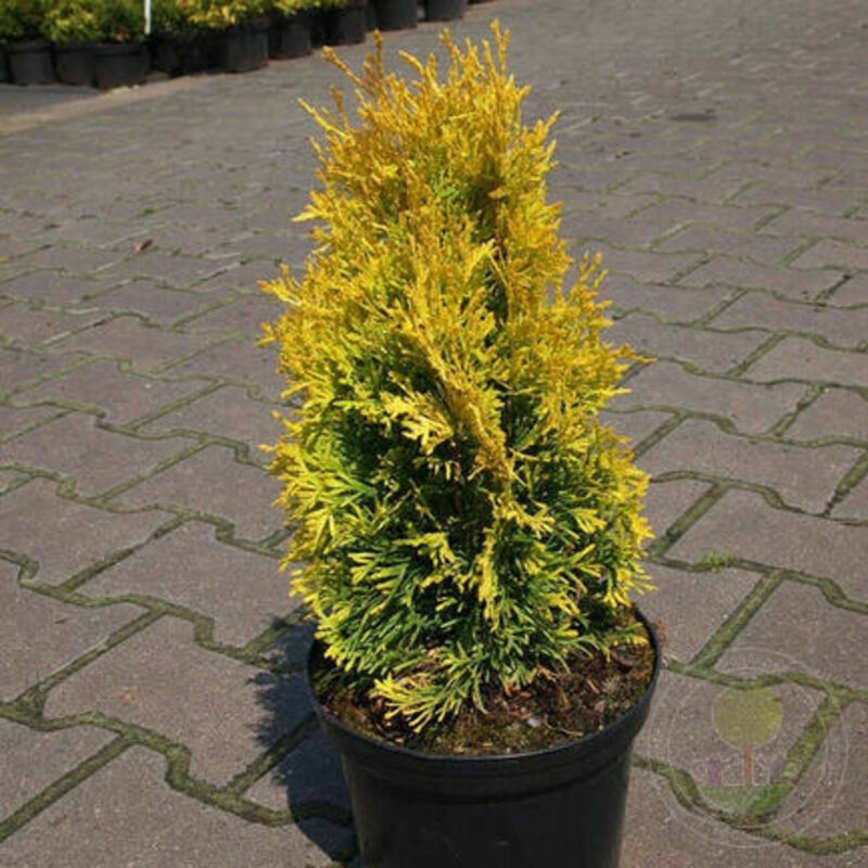 Туя западная Мария (Thuja occidentalis 'Maria')