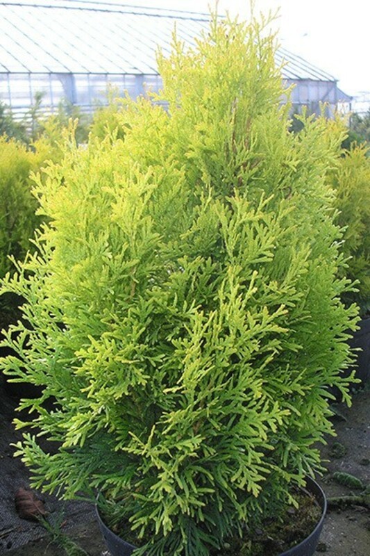 Туя западная Мария (Thuja occidentalis 'Maria')