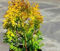 Туя западная Мария (Thuja occidentalis 'Maria')