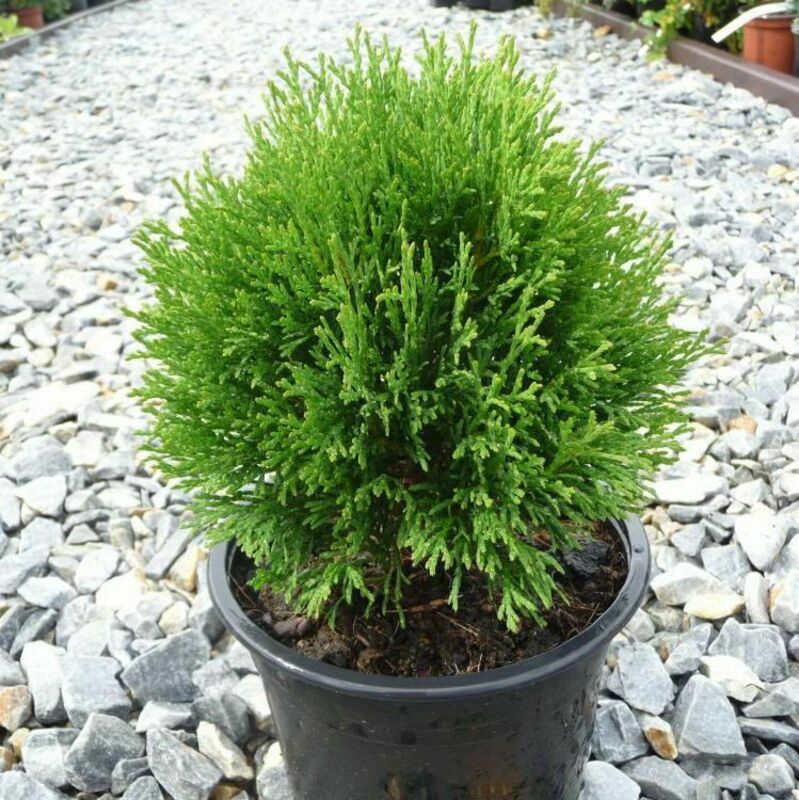 Туя западная Мики (Thuja occidentalis 'Miky')
