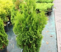 Туя западная Мики (Thuja occidentalis 'Miky')