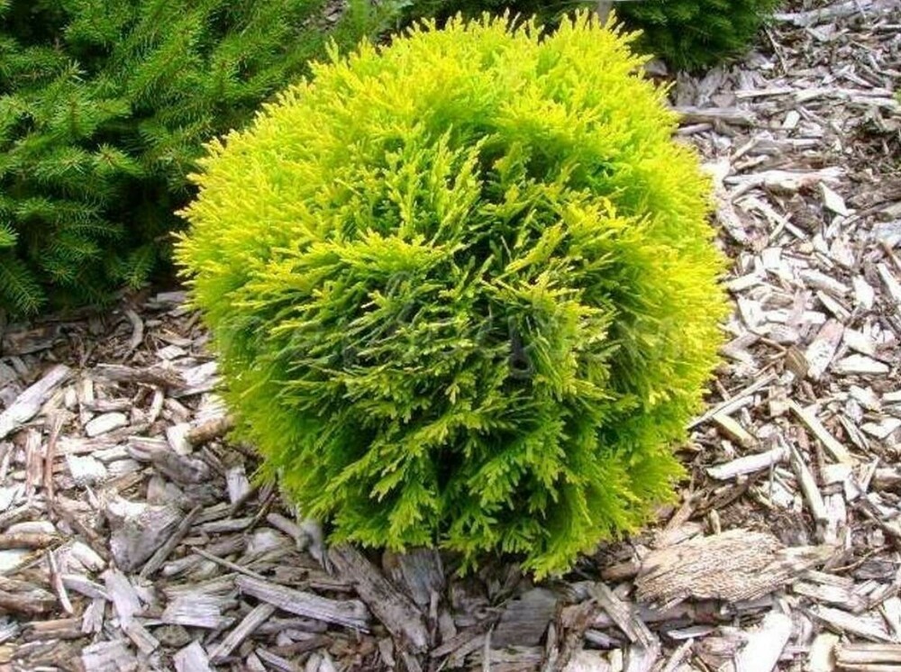 Туя западная Мирьям (Thuja occidentalis 'Mirjam')