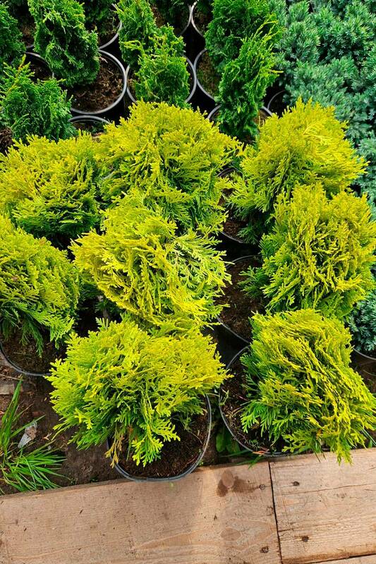 Туя западная Мириам (Thuja occidentalis 'Mirjam')