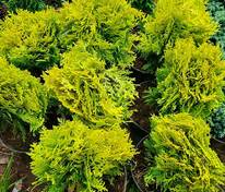Туя западная Мириам (Thuja occidentalis 'Mirjam')