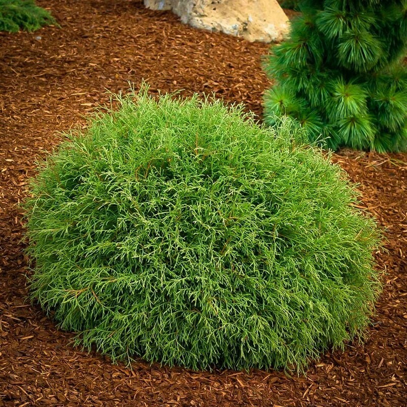 Туя западная Мистер Боулинг Болл (Thuja occidentalis 'Mr. Bowling Ball')