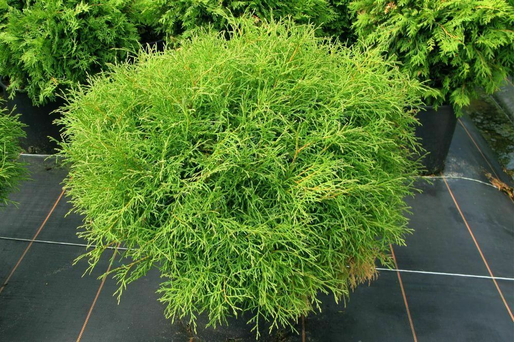 Туя западная Мистер Боулинг Болл (Thuja occidentalis 'Mr. Bowling Ball')