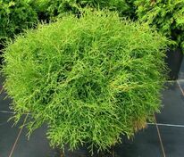 Туя западная Мистер Боулинг Болл (Thuja occidentalis 'Mr. Bowling Ball')