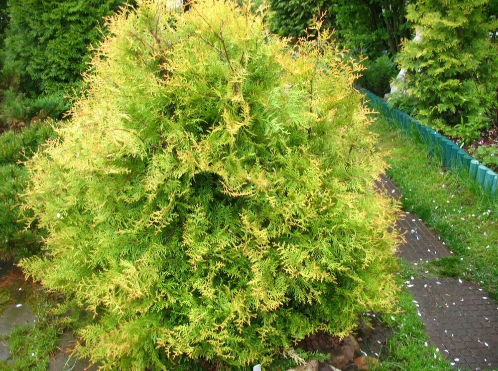 Туя западная Рейнгольд (Thuja occidentalis 'Rheingold')