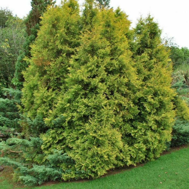 Туя западная Рейнгольд (Thuja occidentalis 'Rheingold')