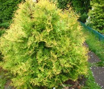 Туя западная Рейнгольд (Thuja occidentalis 'Rheingold')