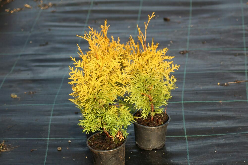 Туя западная Салланд (Thuja occidentalis 'Salland')
