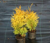 Туя западная Салланд (Thuja occidentalis 'Salland')
