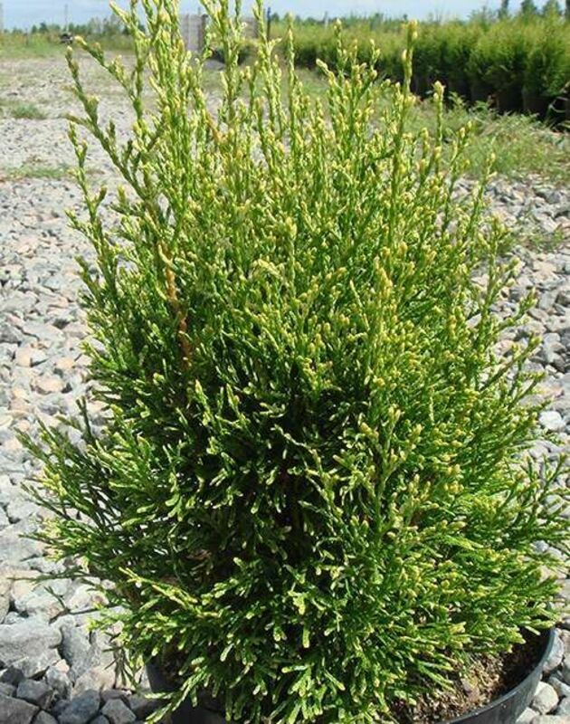 Туя западная Смарагд Лайт (Thuja occidentalis 'Smaragd Light')