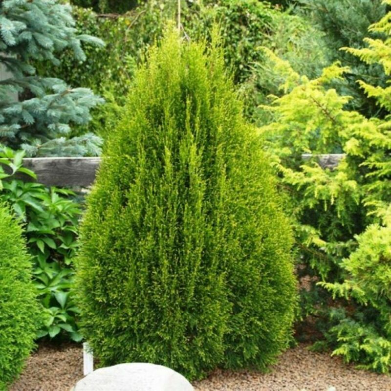 Туя западная Смарагд Лайт (Thuja occidentalis 'Smaragd Light')