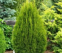 Туя западная Смарагд Лайт (Thuja occidentalis 'Smaragd Light')