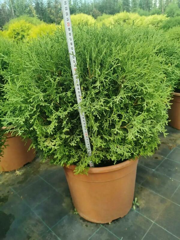 Туя западная Тини Тим (Thuja occidentalis 'Tini Tim')