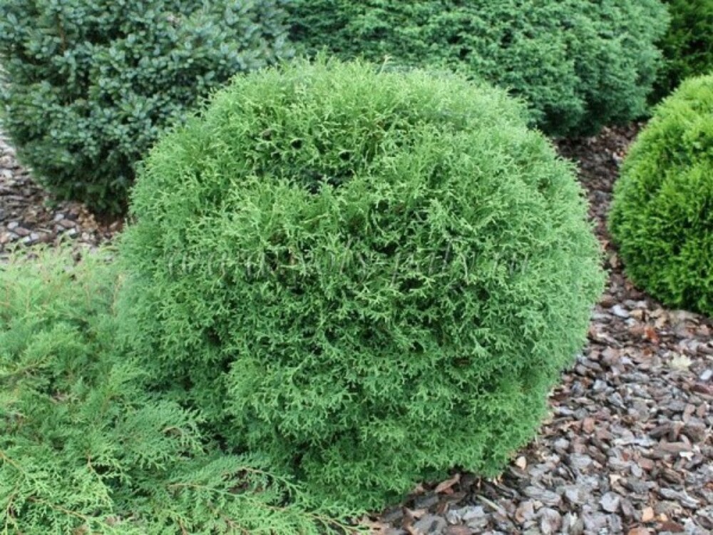 Туя западная Тини Тим (Thuja occidentalis 'Tini Tim')