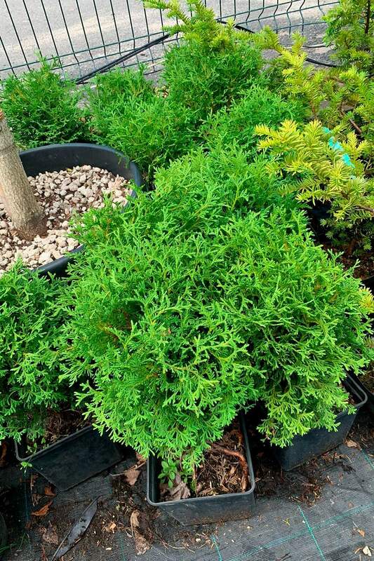 Туя западная Тини Тим (Thuja occidentalis 'Tini Tim')