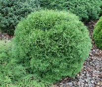 Туя западная Тини Тим (Thuja occidentalis 'Tini Tim')
