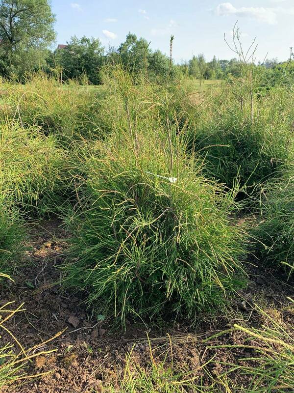 Туя западная Филиформис (Thuja occidentalis 'Filiformis')