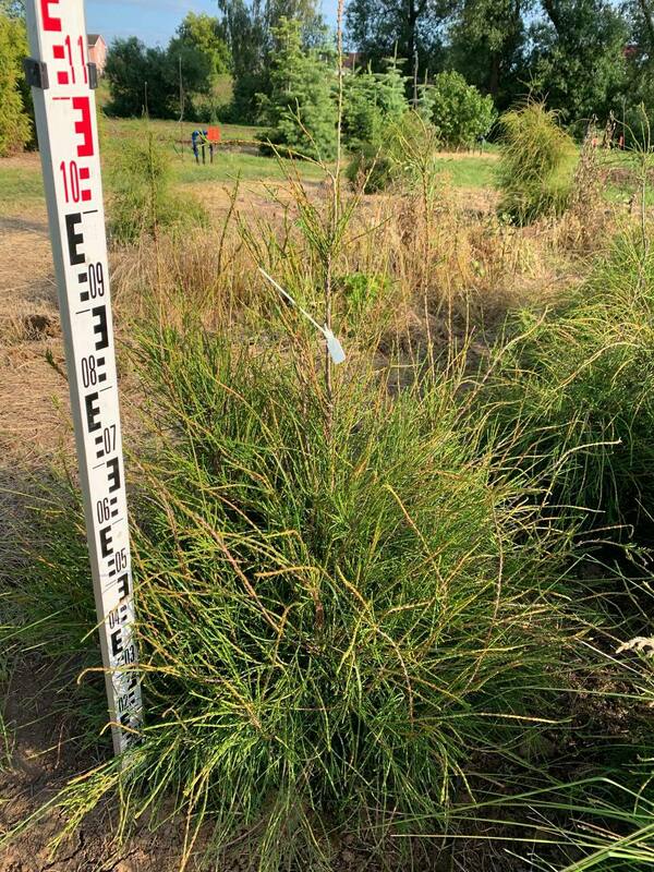 Туя западная Филиформис (Thuja occidentalis 'Filiformis')