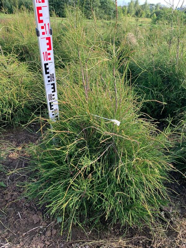 Туя западная Филиформис (Thuja occidentalis 'Filiformis')