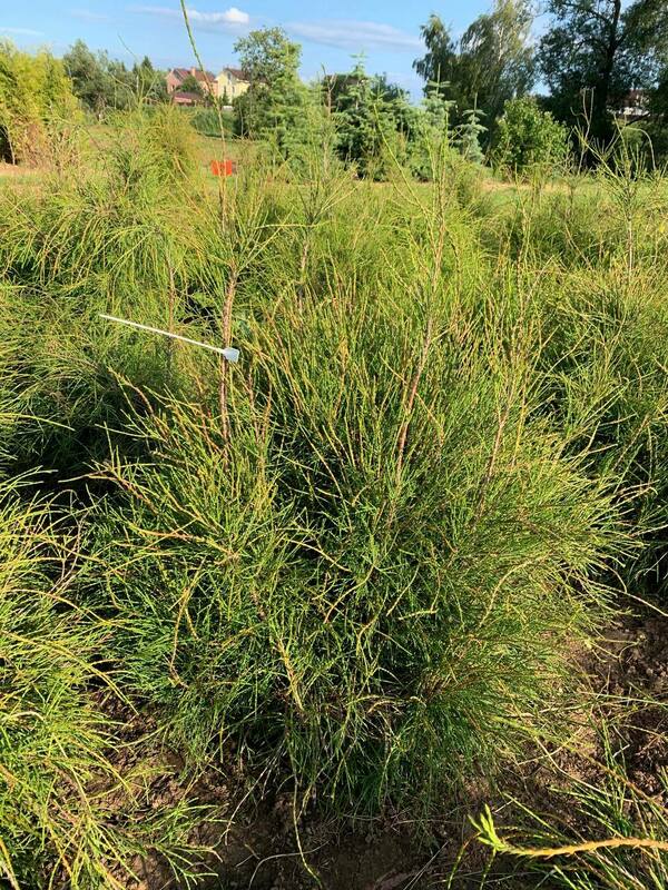 Туя западная Филиформис (Thuja occidentalis 'Filiformis')