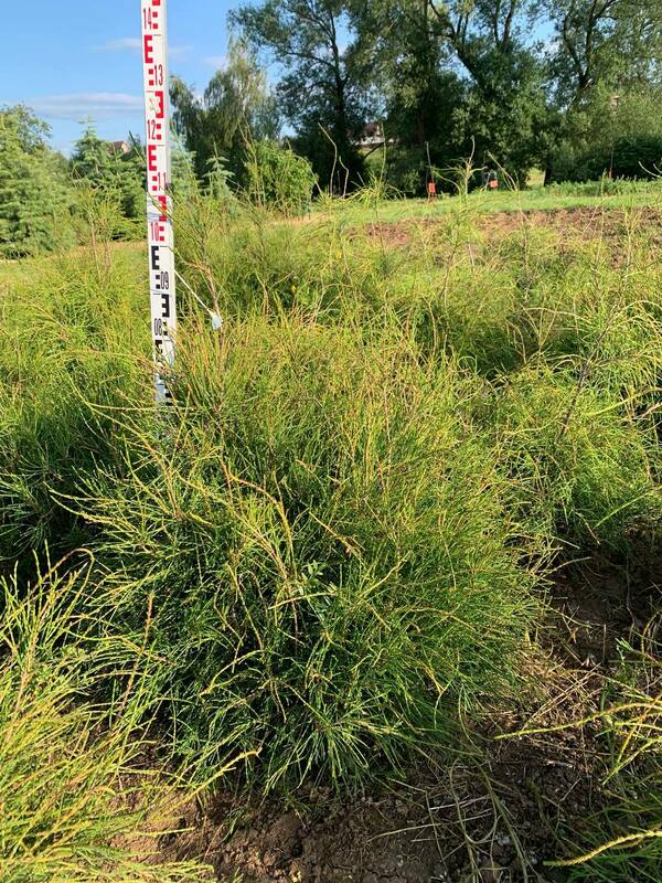 Туя западная Филиформис (Thuja occidentalis 'Filiformis')