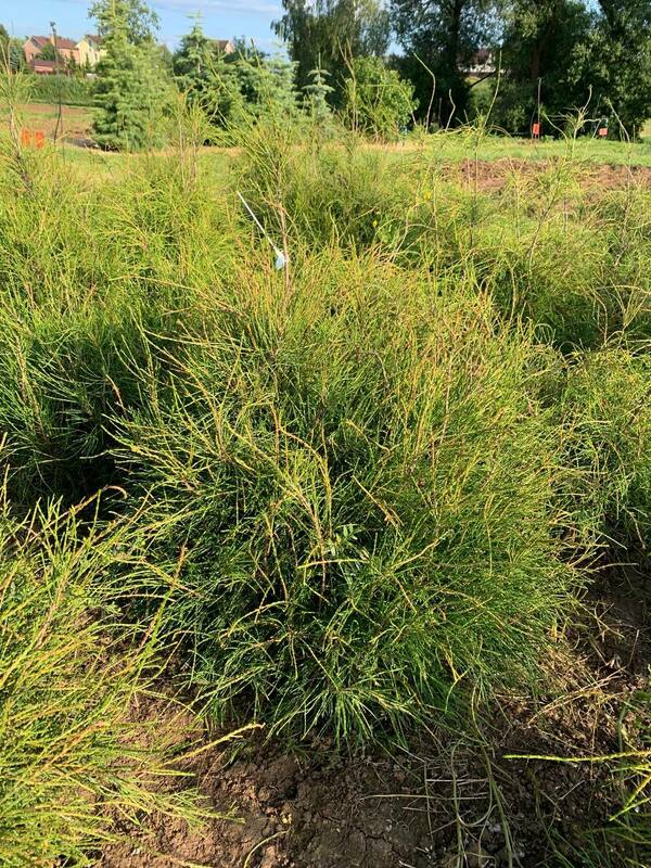Туя западная Филиформис (Thuja occidentalis 'Filiformis')