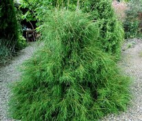 Туя западная "Filiformis" (Филиформис)
