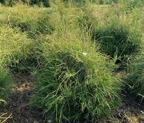 Туя западная Филиформис (Thuja occidentalis 'Filiformis')