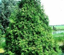 Туя западная Фресландия (Thuja occidentalis 'Frieslandia')