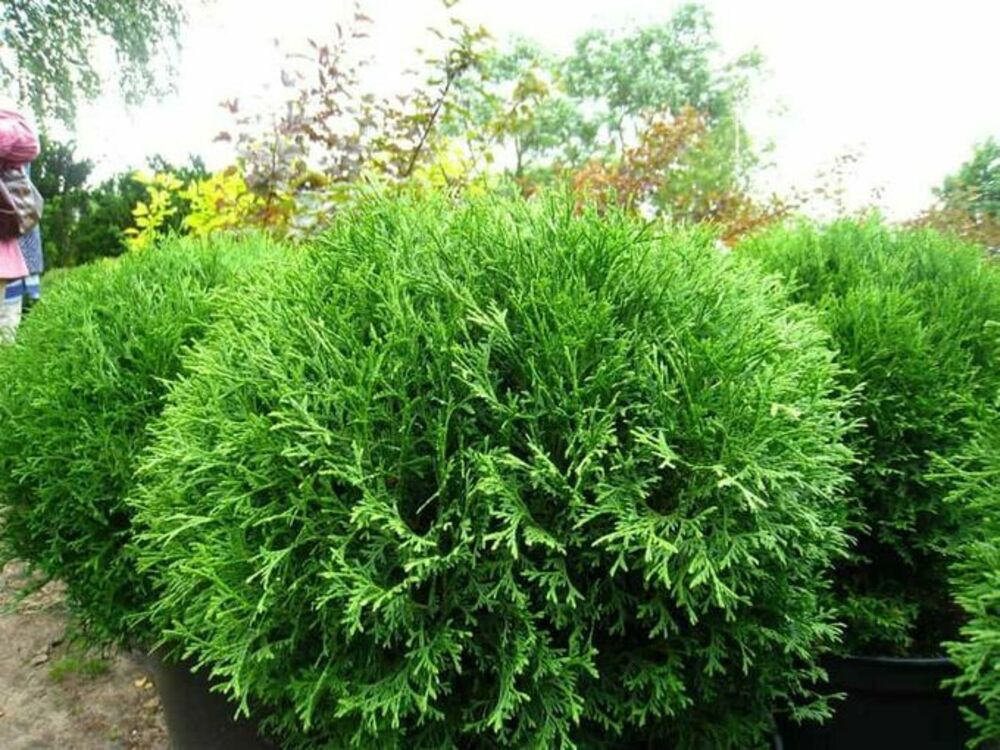Туя западная Хозери (Thuja occidentalis 'Hoseri')
