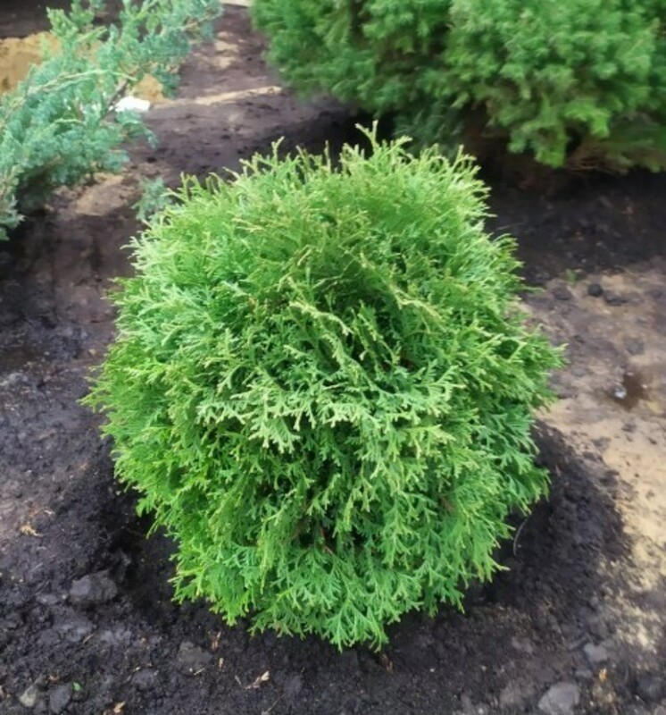 Туя западная Хозери (Thuja occidentalis 'Hoseri')