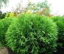 Туя западная Хозери (Thuja occidentalis 'Hoseri')