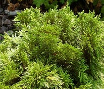 Туя западная Эшрихс Грюне Кугель (Thuja occidentalis 'Eschrichs Grüne Kugel')